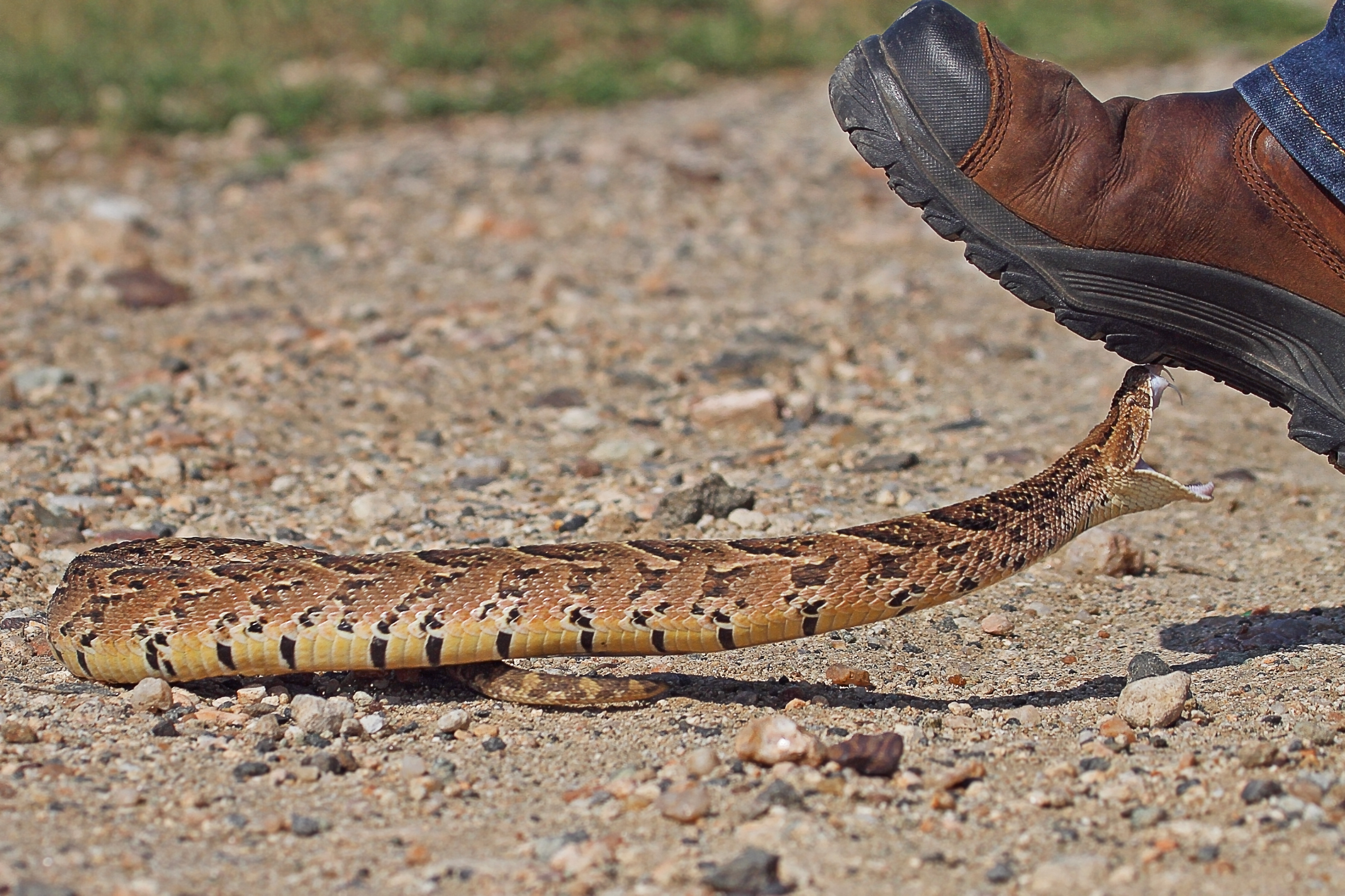 safety shoes for snake bite