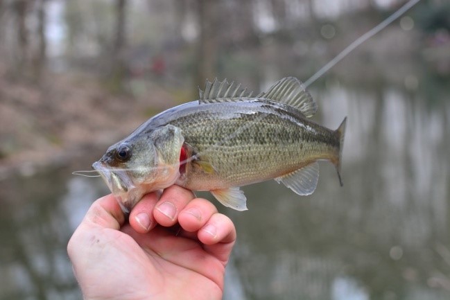 Small bass held by mouth with fishing line showing